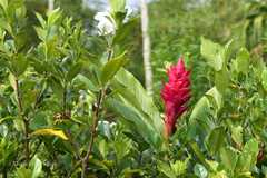 Alpinia purpurata